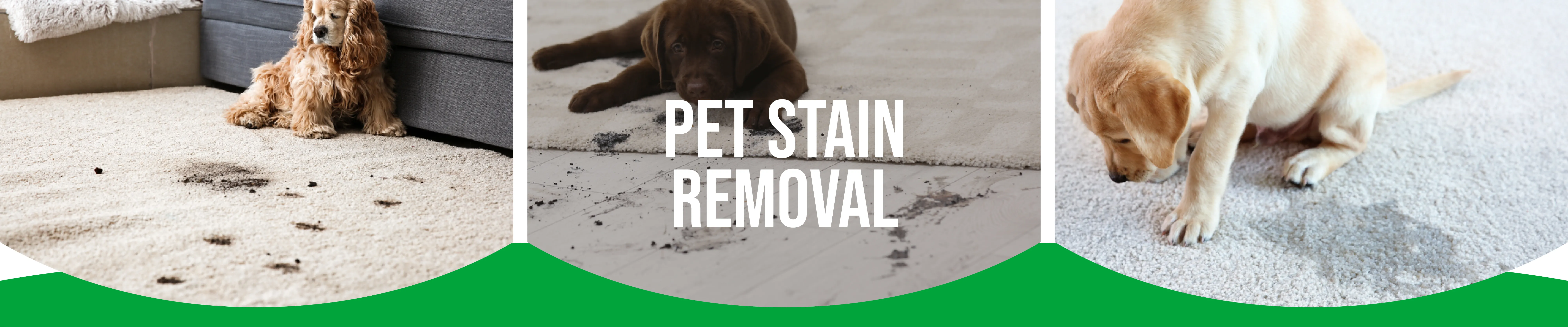 carpet cleaning in bronx, carpet cleaning bronx, carpet cleaners in bronx, carpet cleaners in bronx, commercial carpet cleaning, commercial carpet cleaning in bronx, bronx rug cleaners, rug cleaning services in bronx, same day carpet cleaning, same day rug cleaning in bronx